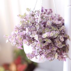 purple flowers are hanging from a white pot