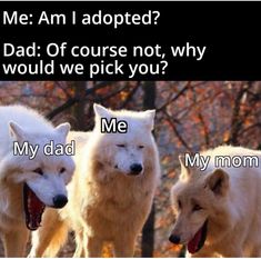 three white wolfs walking in the woods with text that reads me am adopted? dad of course not, why would we pick you?