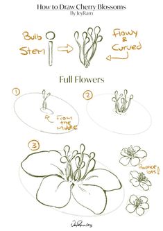 how to draw cherry blossoms with step by step instructions