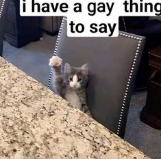 a cat peeking out from behind a chair with its paws in the air and texting, i have a gay thing to say