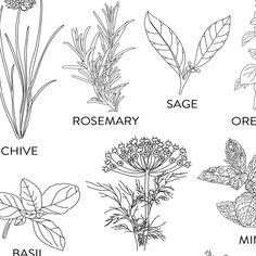 the different types of herbs and their names