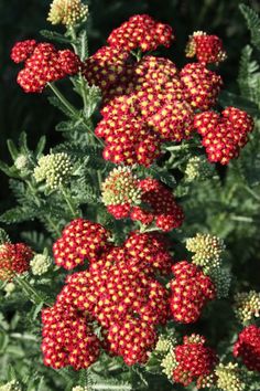 red and yellow flowers are growing in the sun on a plant with green foliage behind them