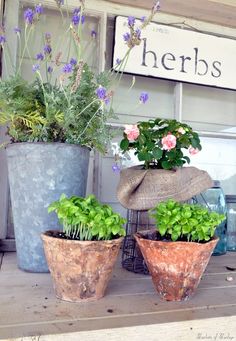 three potted plants sitting on top of a wooden shelf next to a sign that says herbs