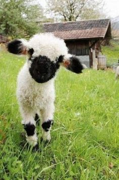 a baby sheep is standing in the grass