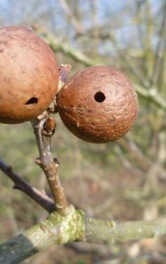 two nuts on the end of a tree branch