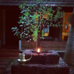 a small tree is lit up in a pot on a stone block with a candle