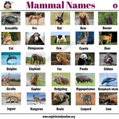 an animal name chart with pictures of different animals