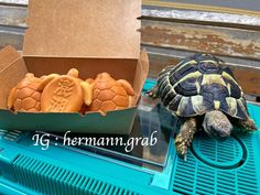 a turtle sitting on top of a blue table next to some cookies in a box