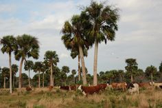 a herd of cattle grazing in a field next to palm trees and tall grass on a cloudy day