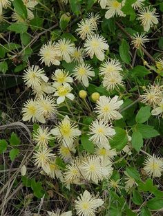 some white flowers and green leaves on the ground