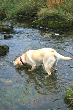 a dog is wading in the shallow water