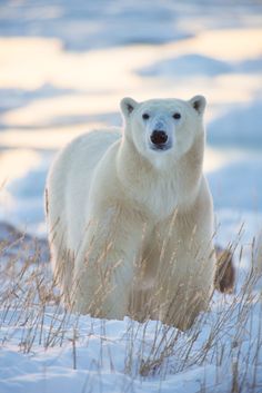 a polar bear standing in the snow looking at the camera with an alert look on his face