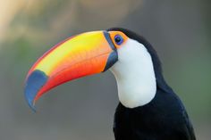 a toucan bird with a colorful beak