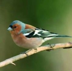 a small bird sitting on top of a tree branch in front of a blurry background