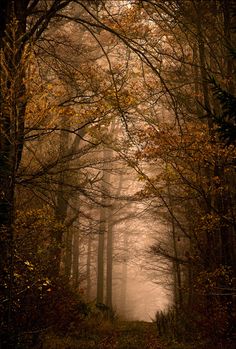 a path in the middle of a forest with lots of trees and leaves on it