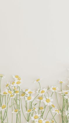 white and yellow daisies against a light gray background