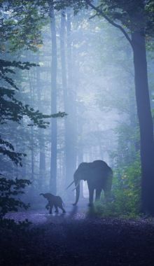 an elephant and two dogs are walking through the woods in black and white, with fog coming from the trees