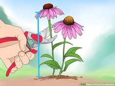 a hand holding a pair of scissors next to a pink flower with purple flowers in the background