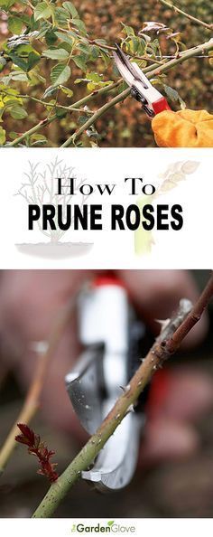 two pictures with the words how to prune roses