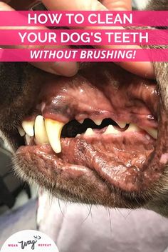 a close up of a dog's teeth with the words how to clean your dog's teeth without brushing