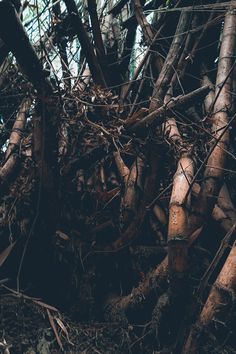 a bunch of trees that are next to each other in the woods, with roots growing on them