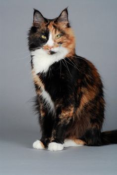 a multicolored cat sitting on top of a white floor next to a gray wall