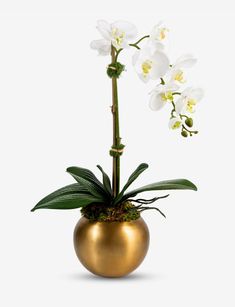 a white orchid in a gold vase on a white background