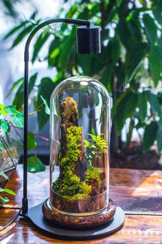 an indoor terrarium with moss and rocks under a glass dome on a wooden table