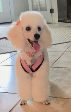 a white poodle wearing a pink harness standing on the floor in front of a door