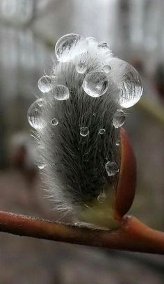 water droplets on the end of a tree branch