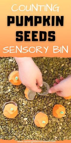 an image of pumpkin seeds being used to make seed bins with text overlay reading counting pumpkin seeds sensory bin