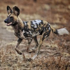 a spotted hyena running in the wild