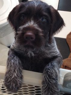 a black and gray dog sitting on top of a white basket next to a toilet