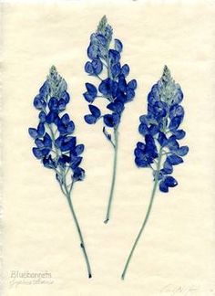 three blue flowers are shown on a white background