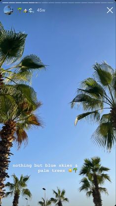 palm trees and blue sky with the words nothing but blue skies