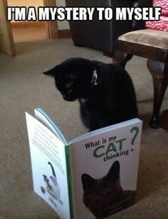 a black cat sitting on the floor reading a book about what is my cat thinking