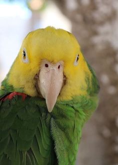 a green and yellow parrot is looking at the camera