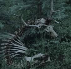 an animal skeleton laying in the grass with antlers on it's back legs