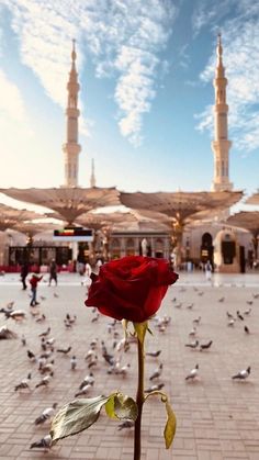 a red rose in the middle of a plaza with pigeons flying around and buildings in the background