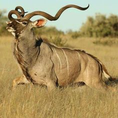 an antelope sitting in the middle of a field