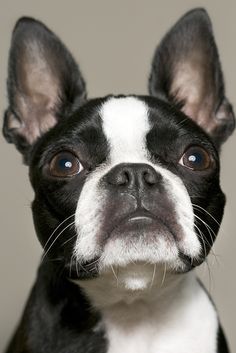 a small black and white dog looking at the camera