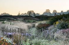 a field with lots of flowers and trees in the background