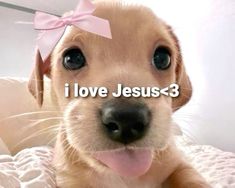 a puppy with its tongue out and the words i love jesus 3 written on it