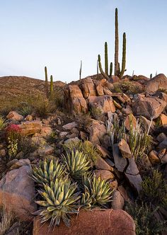 cactus plants and rocks in the desert on a sunny day