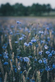 a field full of blue flowers with trees in the background