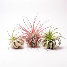 three air plants are sitting on a white surface