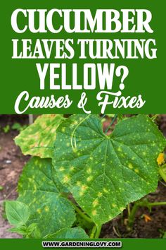 cucumber leaves turning yellow? cause & fixes - gardening com cover image