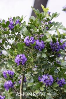 purple flowers blooming on the branches of trees