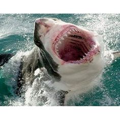 a great white shark with its mouth open in the water