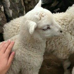 two white sheep standing next to each other